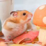 Quelle est la meilleure façon de garder un hamster en bonne santé ?