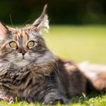 Maine-Coon-1