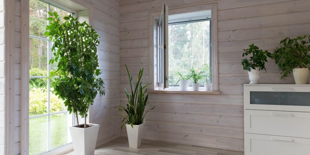 Les bienfaits des plantes dans la décoration d’intérieur pour une maison plus vendable