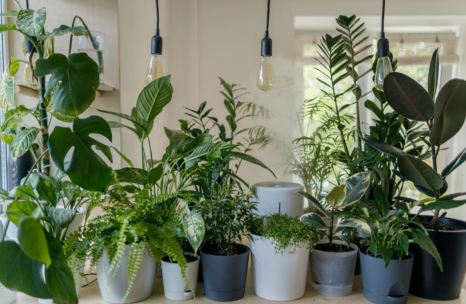 Choisir vos plantes d'intérieur : astuces pour un choix éclairé