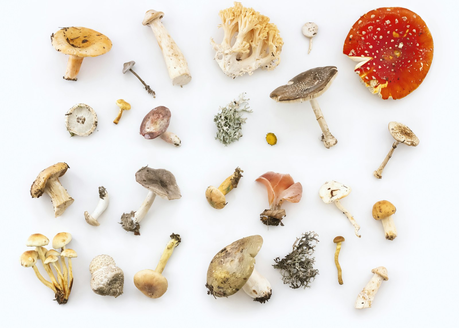 Dès cet automne, la cueillette de champignons compromise par la canicule