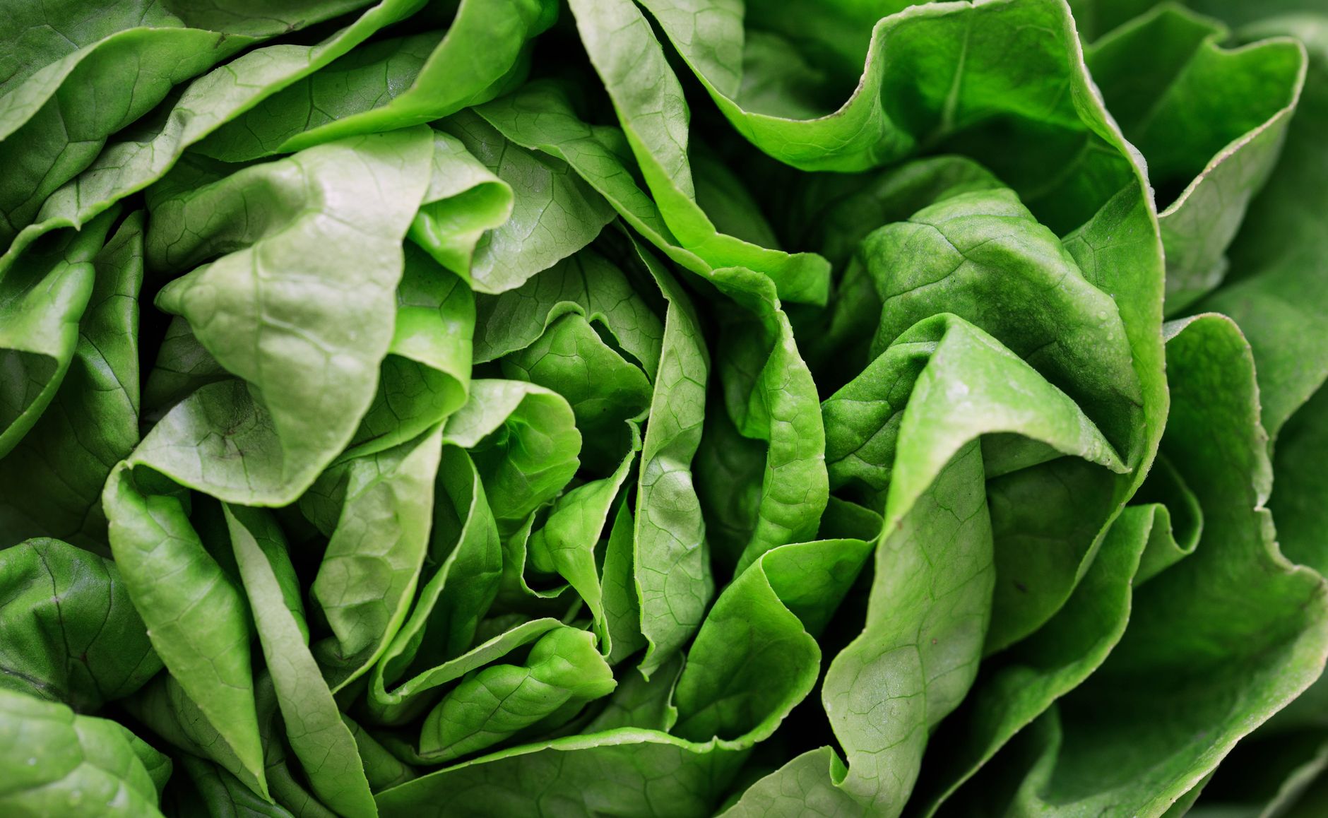 Depuis le 23 septembre, Carrefour rappelle des salades contaminées : que faire ?