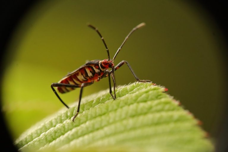 Dès l&rsquo;automne, comment éviter la menace des punaises de lit chez vous ?