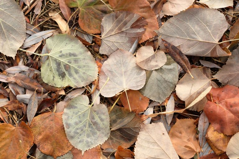 Automne : Comment cette saison transforme votre quotidien et vos habitudes