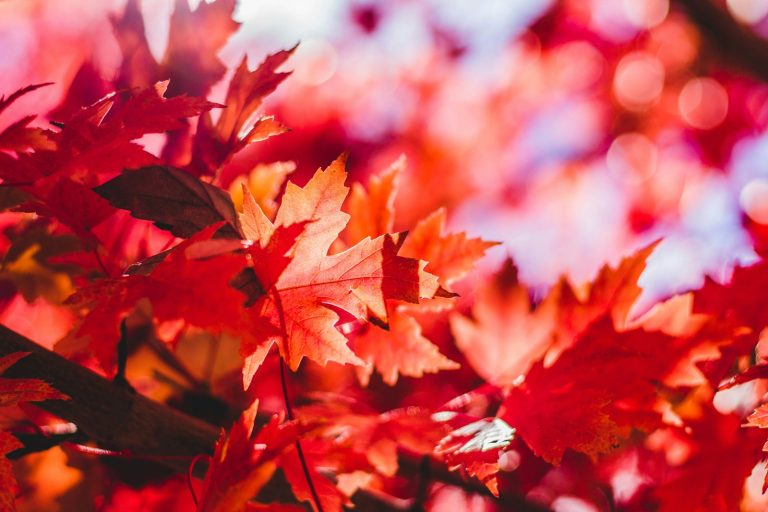 Votre maison est-elle prête pour l&rsquo;automne ? Les vérifications à ne pas manquer