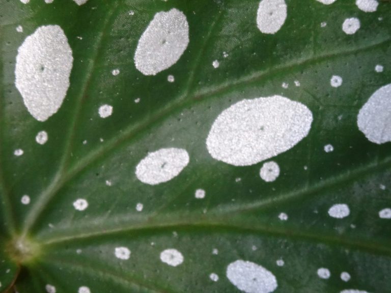Choisir vos plantes d&rsquo;intérieur : astuces pour un choix éclairé