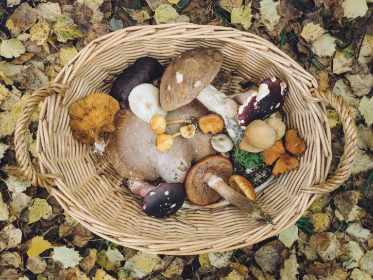 Dès cet automne, la cueillette de champignons compromise par la canicule