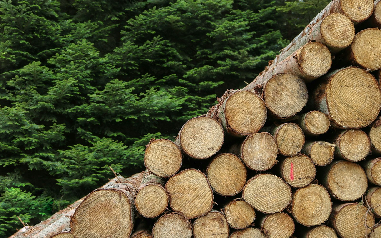 Dès aujourd'hui, du bois de chauffage gratuit dans certaines communes : comment en profiter