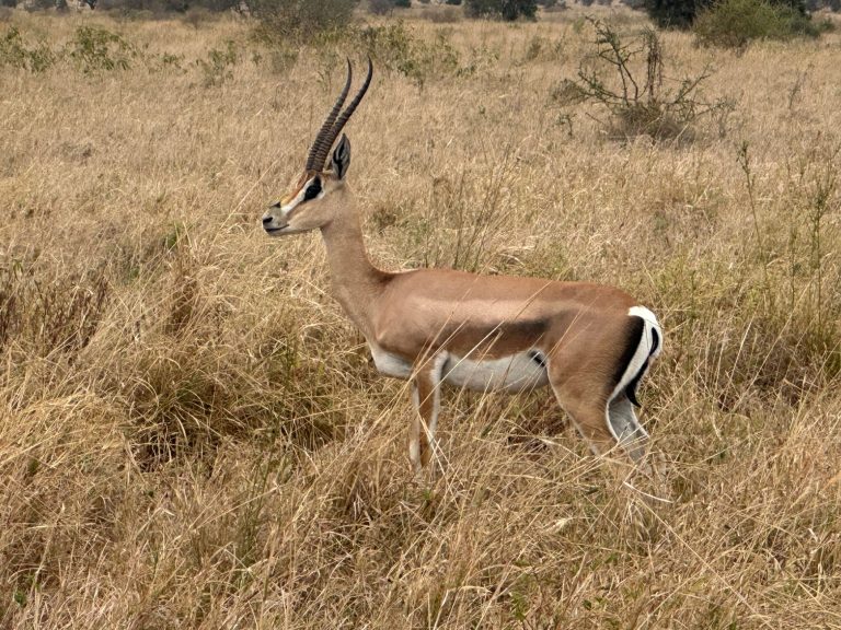 Voyager de Marseille à la Tanzanie : ce qu&rsquo;il faut savoir maintenant